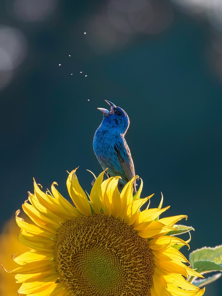 Blue Bird Sunflower Song by Catherine Wang — canvas wall art
