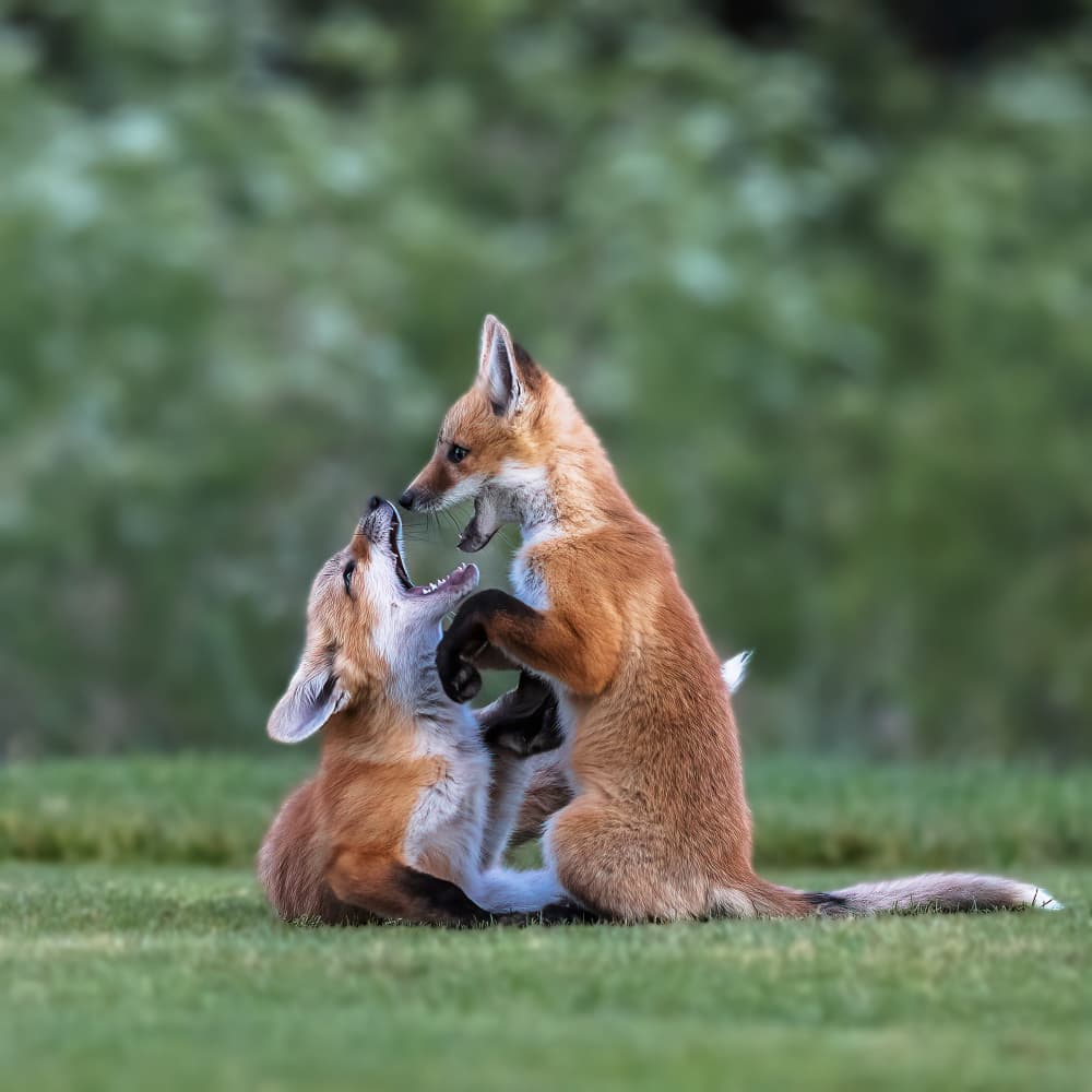 Fox Kits Playfight by Taksing (吉星高照) — canvas wall art