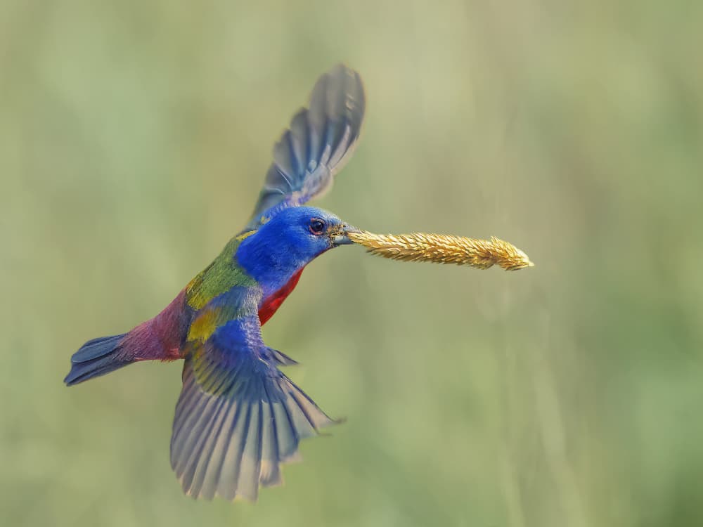 Vibrant Bunting in Flight by Qing Zhao — canvas wall art