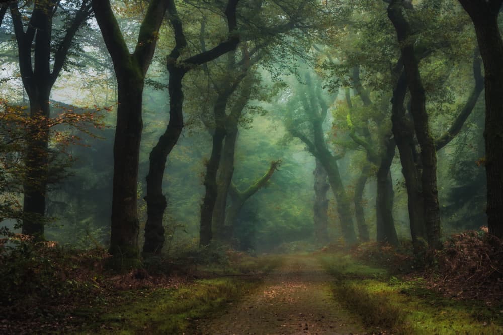 Misty Forest Path by Hilda van der Lee — canvas wall art