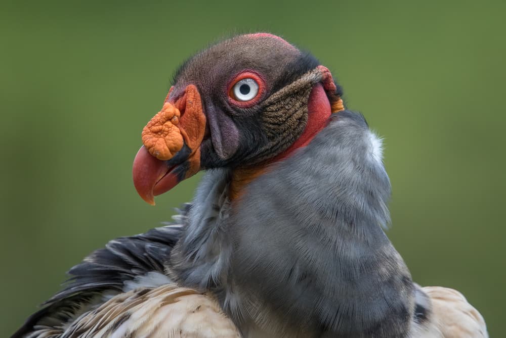 Vibrant King Vulture by Greg Barsh — canvas wall art