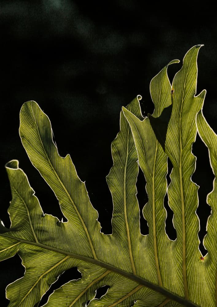Leafy Silhouette by Shot by Clint — canvas wall art