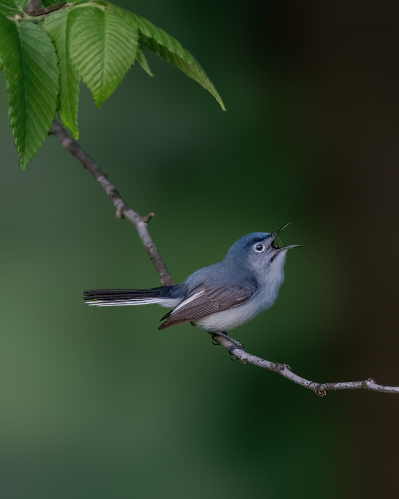 Singing Blue Gnatcatcher by Jacob (Jian) Xu — canvas wall art