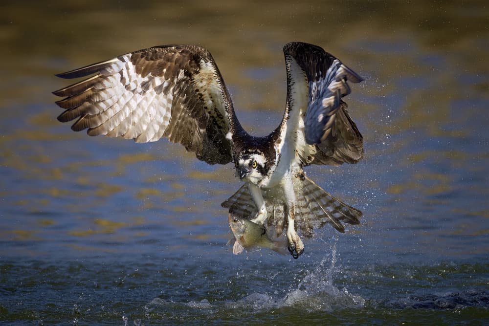 Osprey Fish Catch by Johnny Chen — canvas wall art