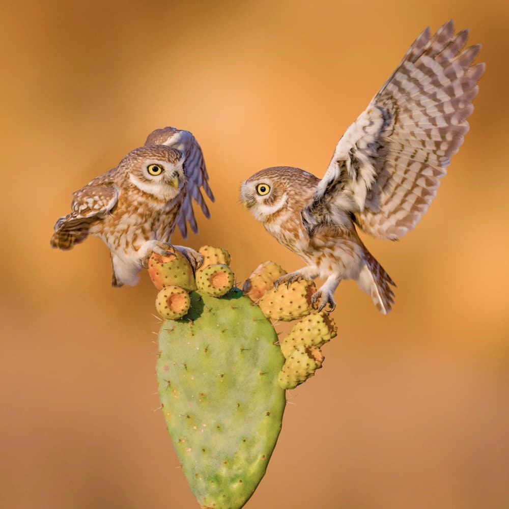Curious Owls On Cactus by David Manusevich — canvas wall art