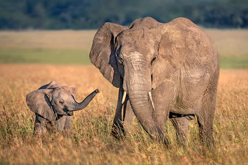 Mother and Baby Elephants by Xavier Ortega — canvas wall art