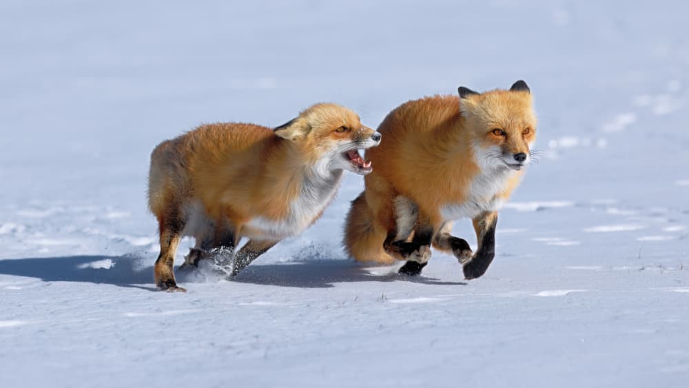 Winter Fox Chase by Gavin Lam — canvas wall art