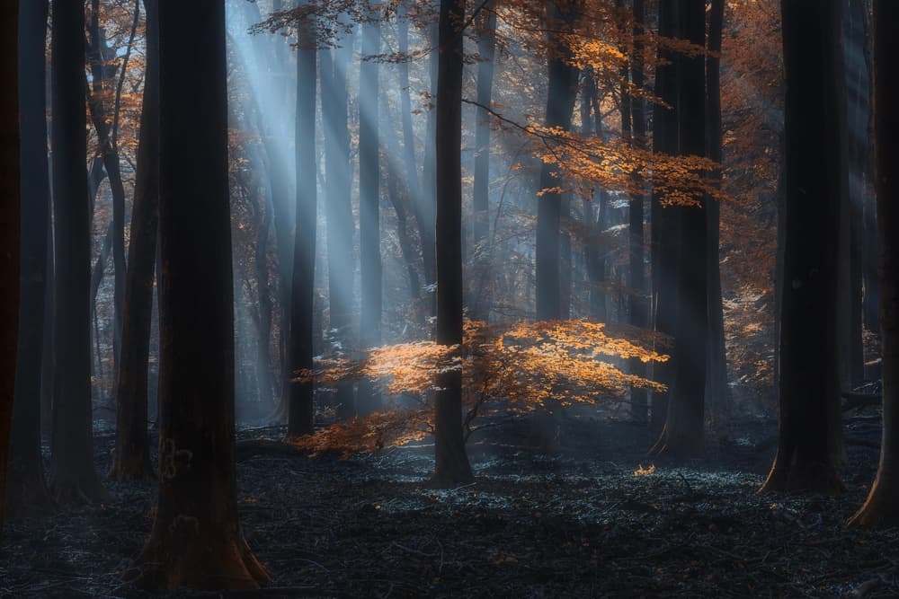 Mystical Forest Light by NingYun Ye — canvas wall art