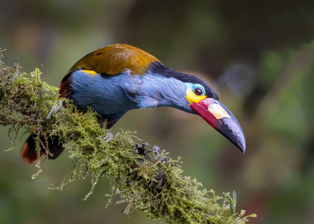 Vibrant Jungle Toucanet by Siyu_Wei APA — canvas wall art