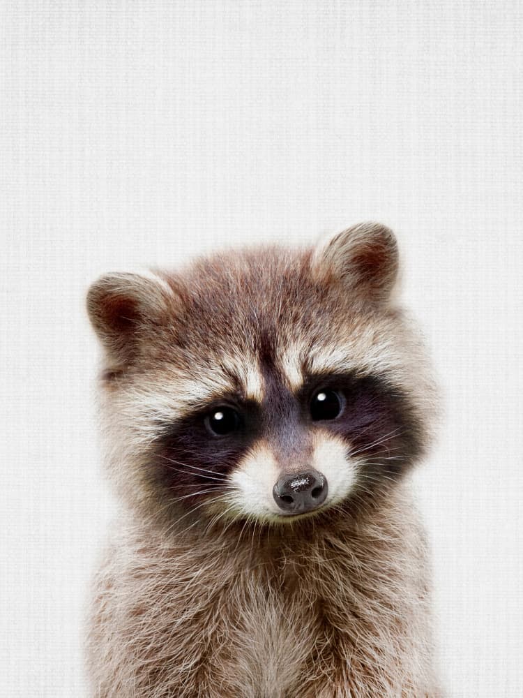 Curious Baby Raccoon by Lila & Lola — canvas wall art