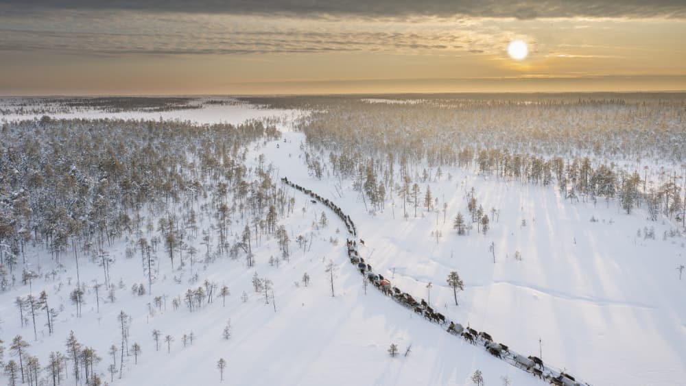Arctic Reindeer Migration by Marcel Rebro — canvas wall art