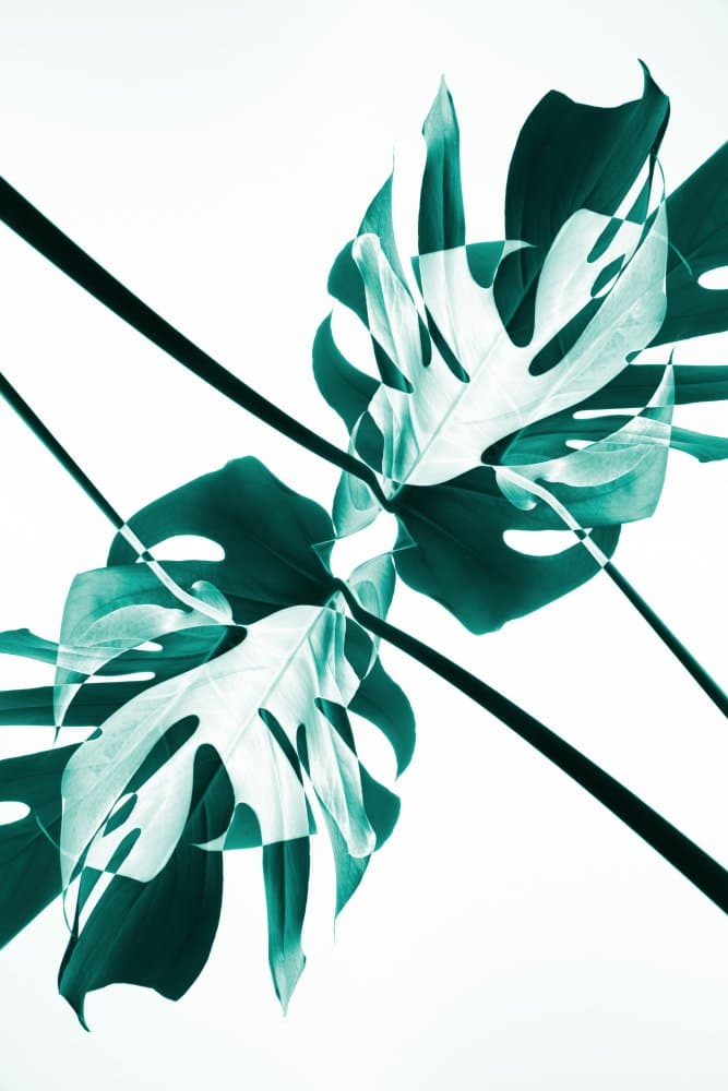 Vibrant Botanical Layers by Pictufy Studio III — canvas wall art