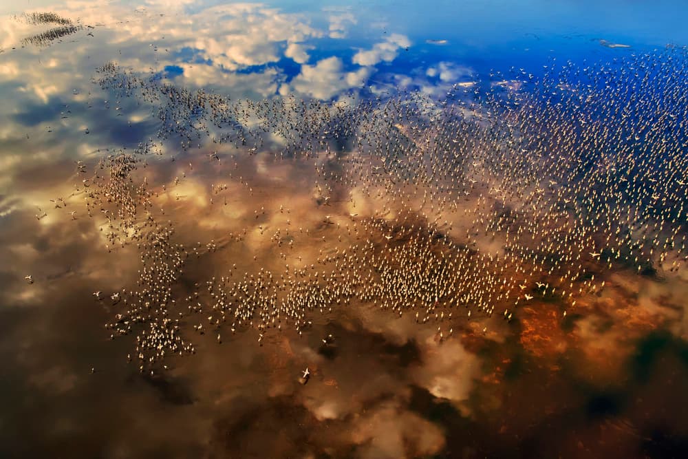 Golden Sky Bird Flight by Phillip Chang — canvas wall art