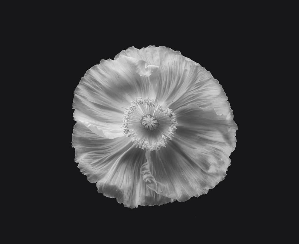 Delicate White Poppy by Lotte Grønkjær — canvas wall art