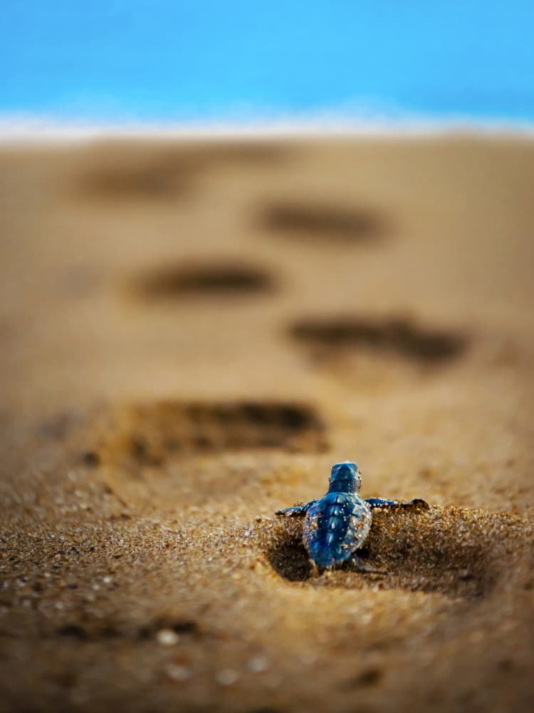 Hatchling Ocean Path by Ali Can — canvas wall art