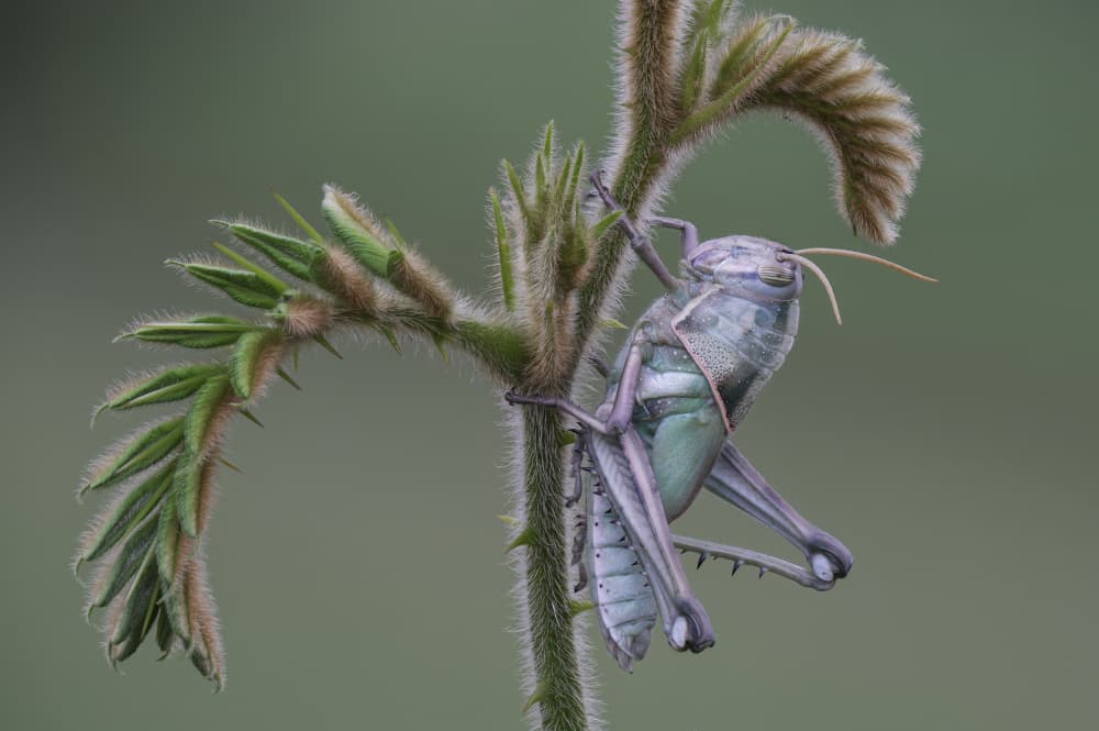 Delicate Grasshopper on Stem by Phat Dao Tan — canvas wall art