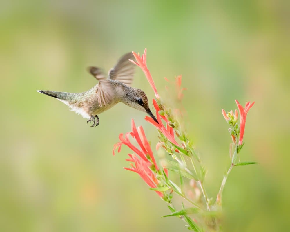 Hummingbird Nectar Flight by Alex Li — canvas wall art