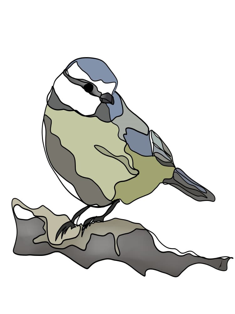 Blue Tit Illustration by Ankie Kooi — canvas wall art