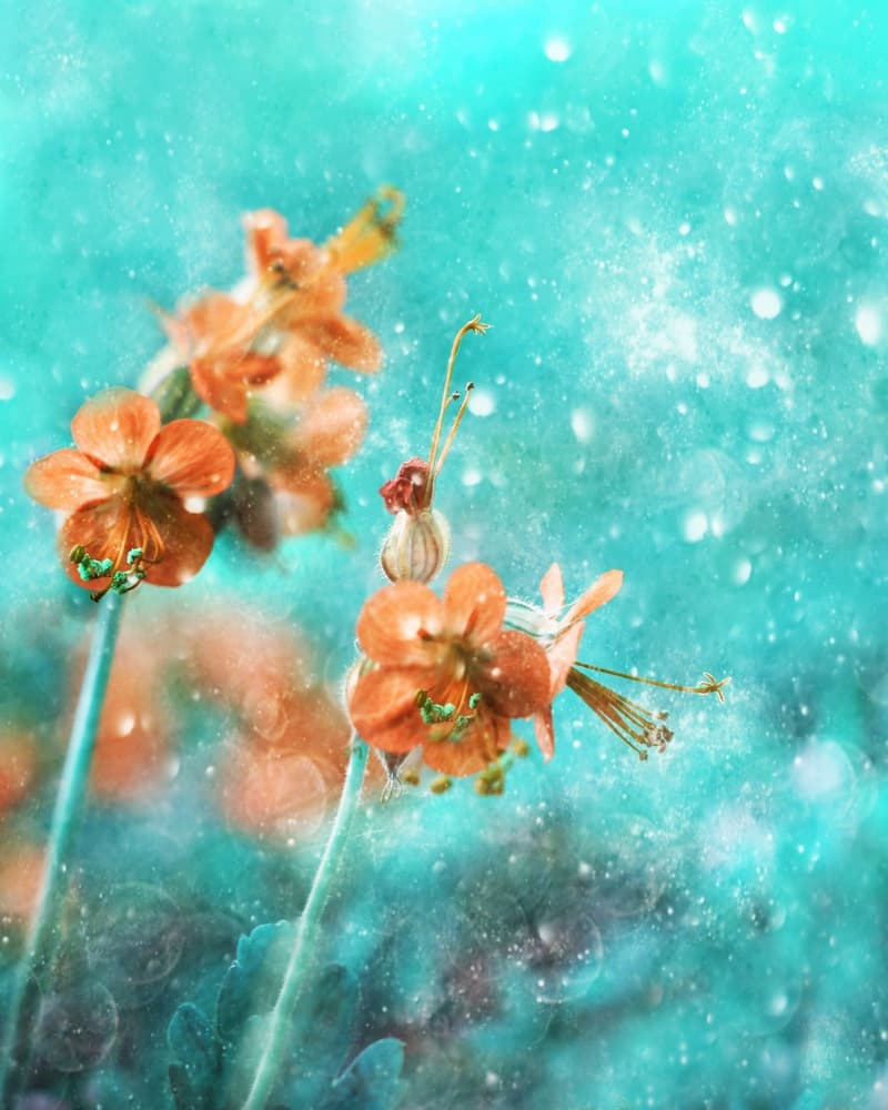 Dreamy Orange Blooms by Delphine Devos — canvas wall art