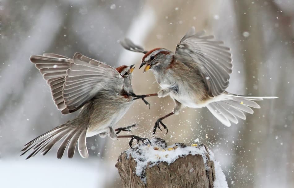 Winter Birds Battle by Mircea Costina — canvas wall art