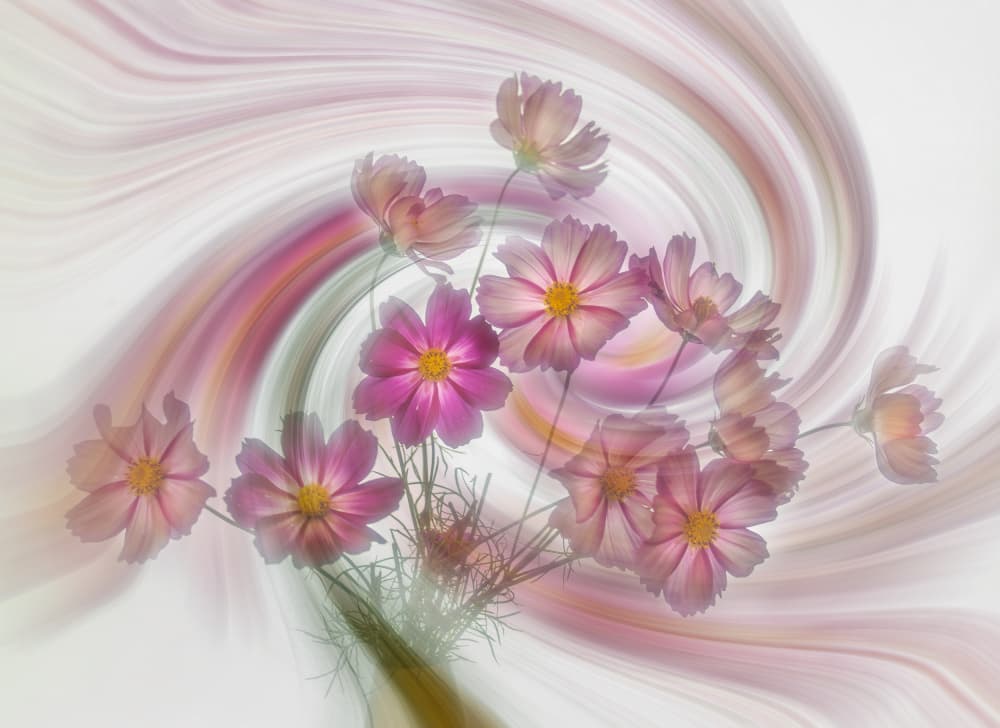 Dreamy Pink Cosmos Swirl by Judy Tseng — canvas wall art
