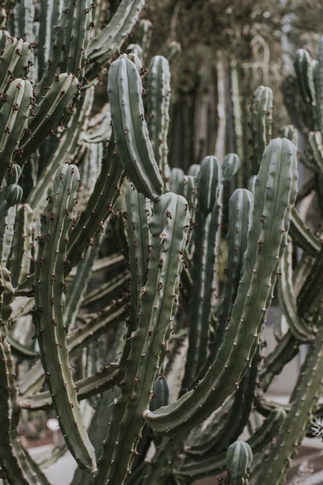 Towering Green Cacti by Claudia Casal — canvas wall art