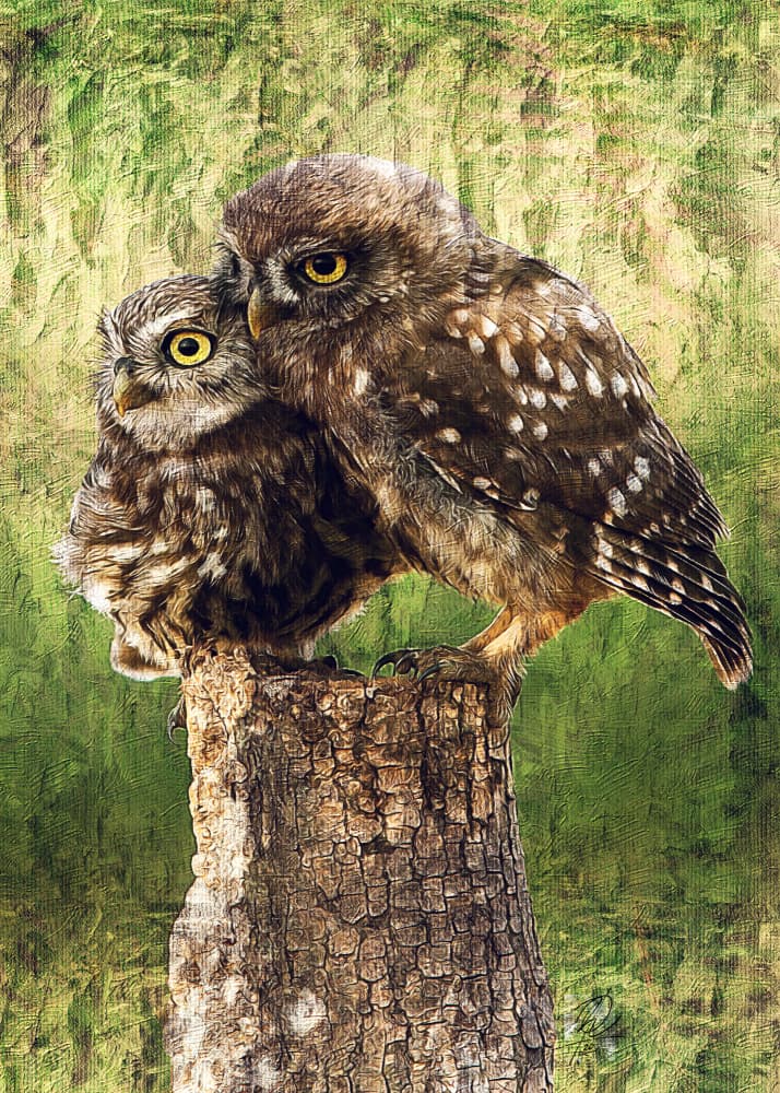 Loving Little Owls by Osvaldo Russo — canvas wall art