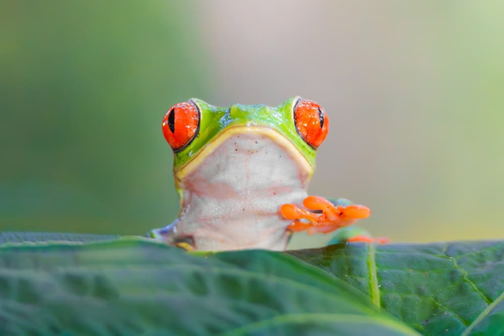 Red Eyed Tree Frog by Mike He — canvas wall art