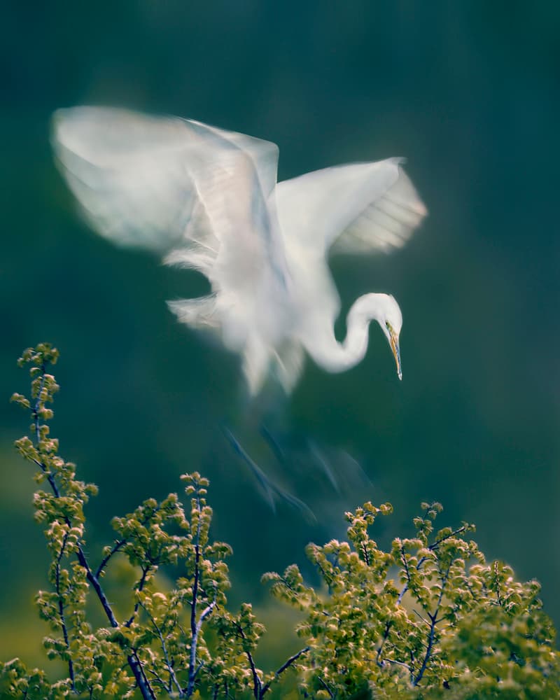 Graceful Egret Flight by Qing Zhao — canvas wall art