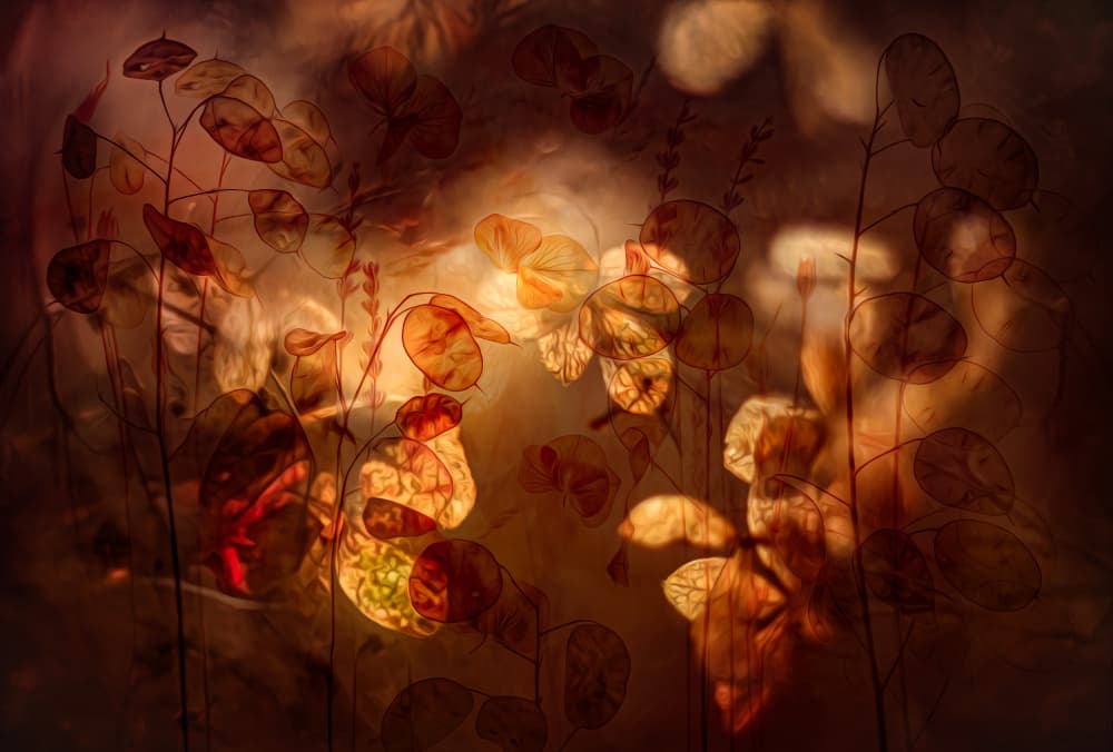 Golden Light Botanicals by Hilda van der Lee — canvas wall art