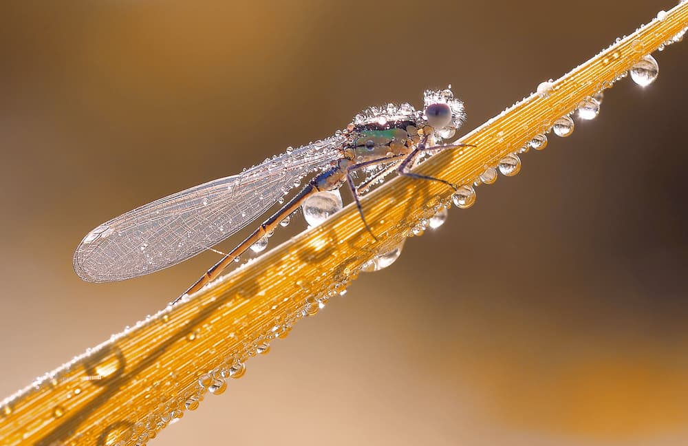 Sparkling Damselfly Dew by Thierry Dufour — canvas wall art