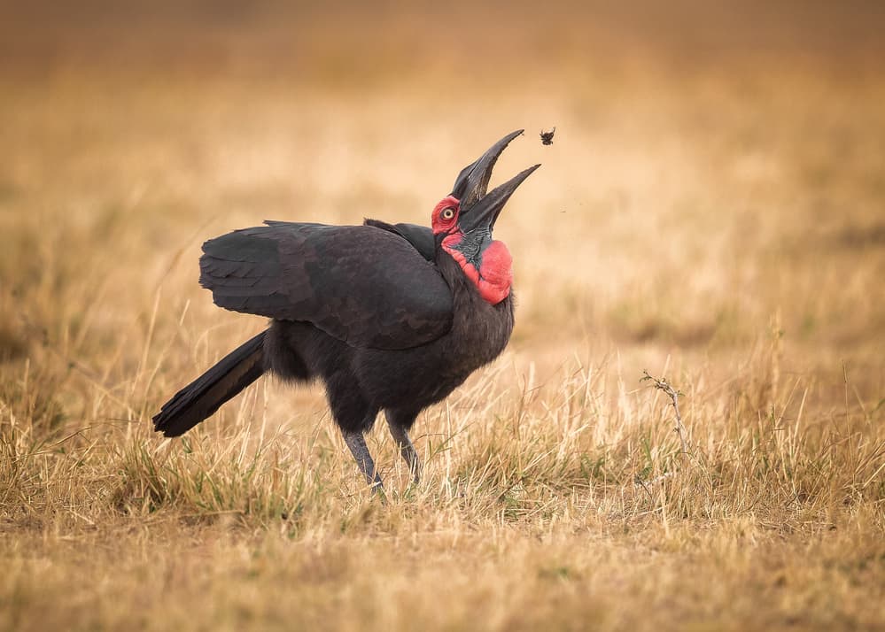Ground Hornbill's Hunt by Faisal ALnomas — canvas wall art