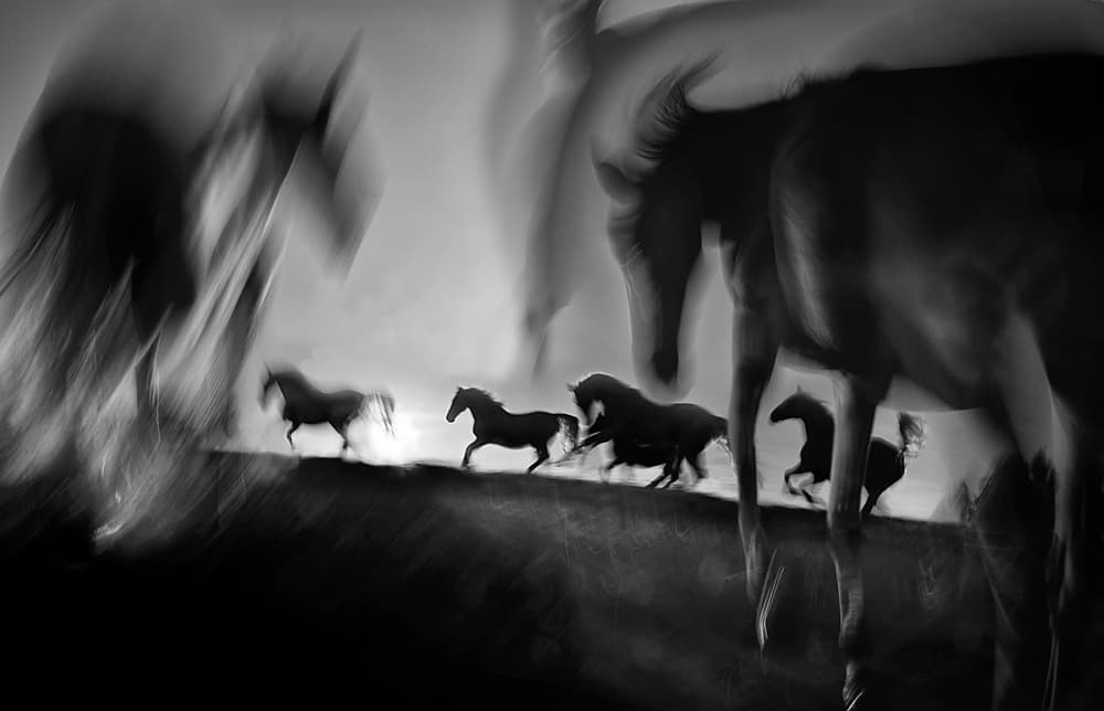 Wild Horses in Motion by Milan Malovrh — canvas wall art