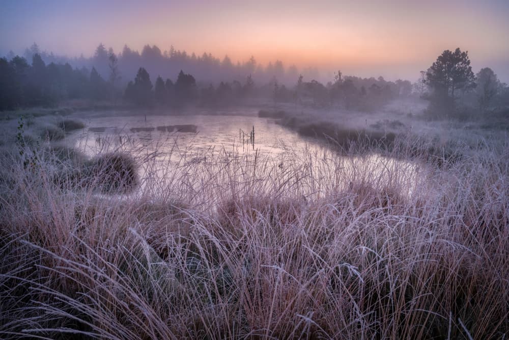 Misty Frosted Morning by Ulrike Eisenmann — canvas wall art