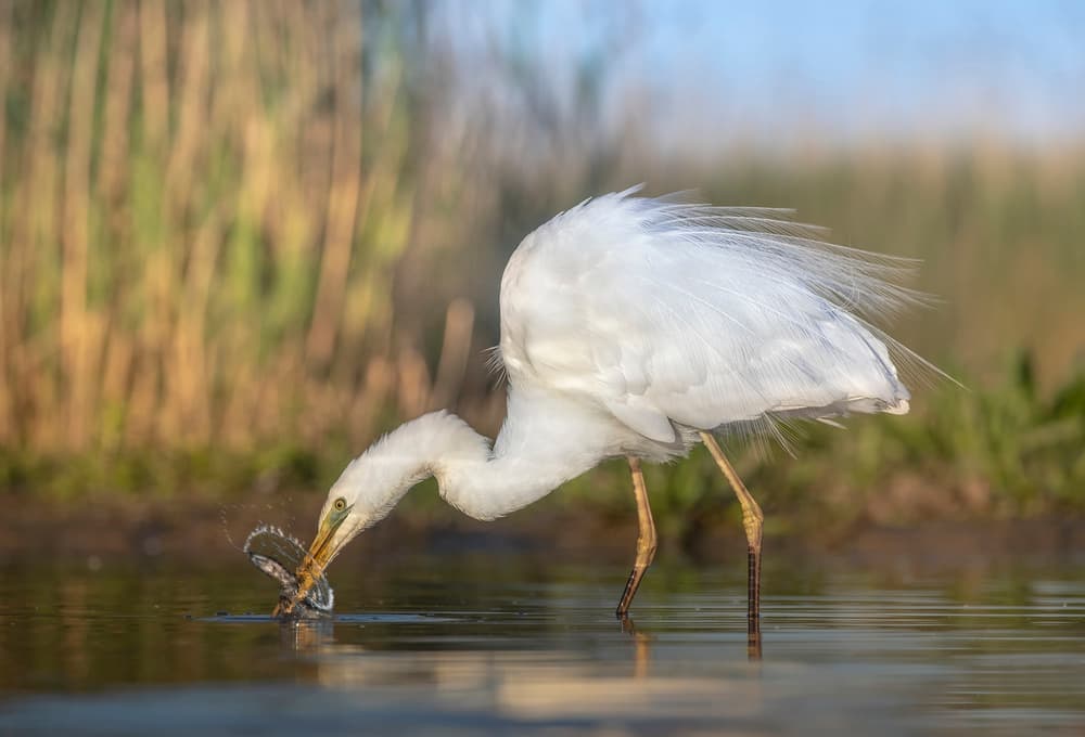 White Egret Hunting by Judy Tseng — canvas wall art