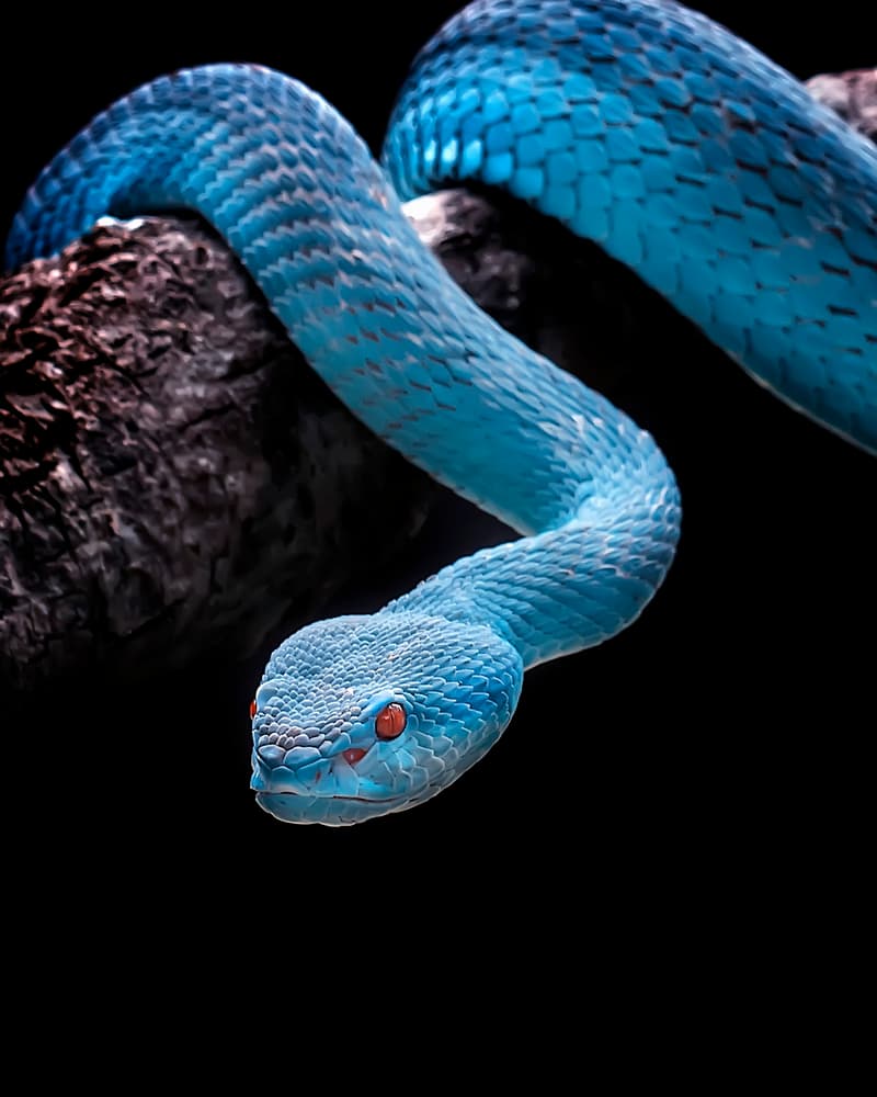 Blue Viper Red Eyes by Fauzan Maududdin — canvas wall art