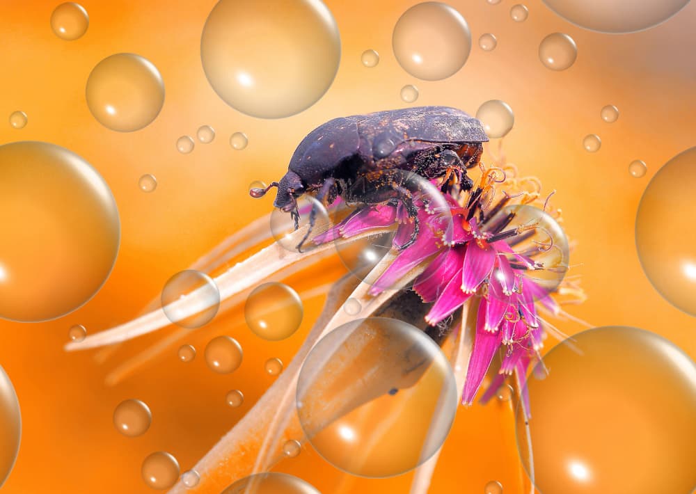 Ethereal Beetle Bloom by Thierry Dufour — canvas wall art
