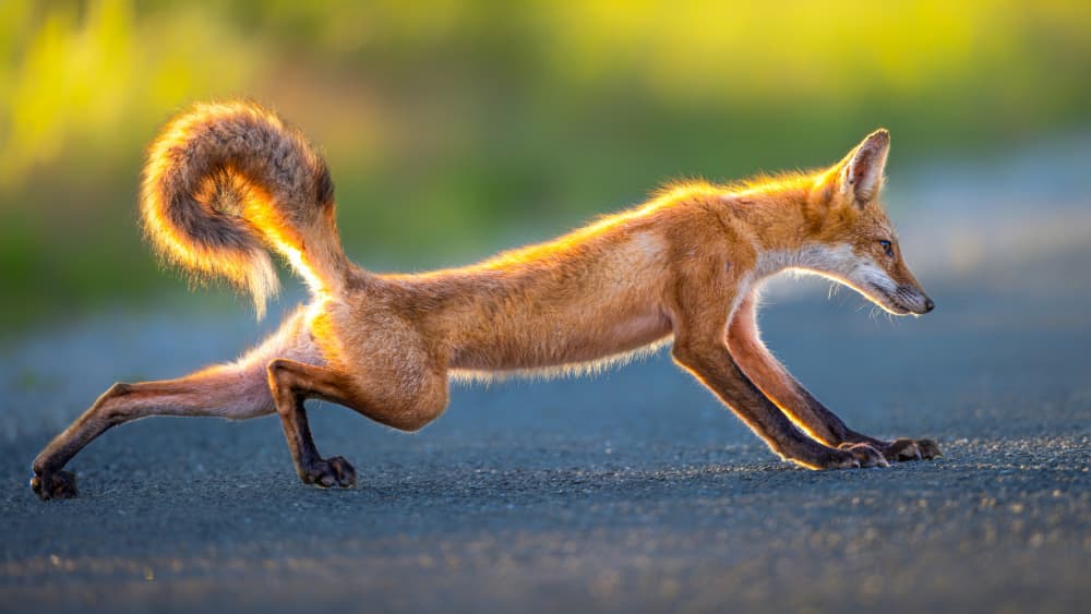 Golden Hour Fox Stretch by Siyu_Wei APA — canvas wall art