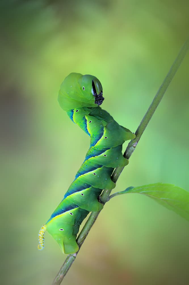 Vibrant Green Caterpillar by Jimmy Hoffman — canvas wall art