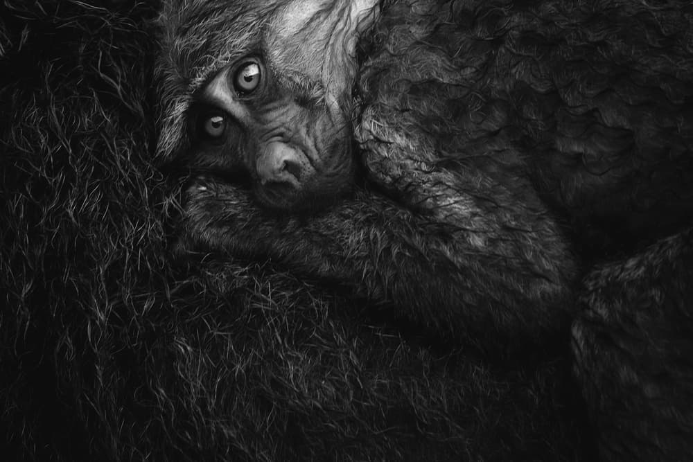 Soulful Baby Monkey Gaze by Mohammed Alnaser — canvas wall art