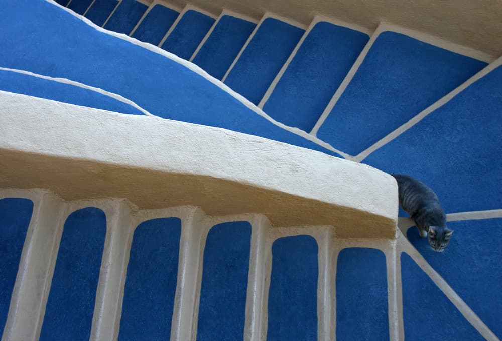Cat on Blue Stairs by Hans-Wolfgang Hawerkamp — canvas wall art