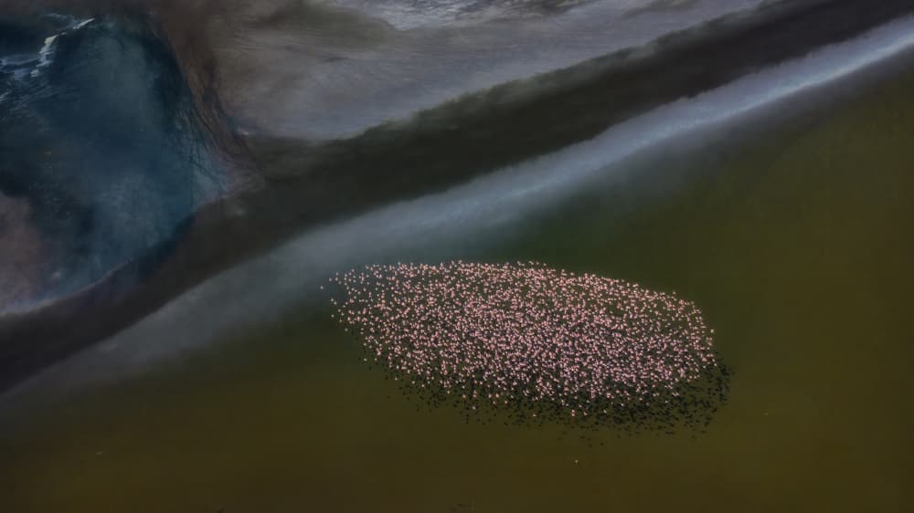 Pink Flamingos Aerial View by Sheila Xu — canvas wall art