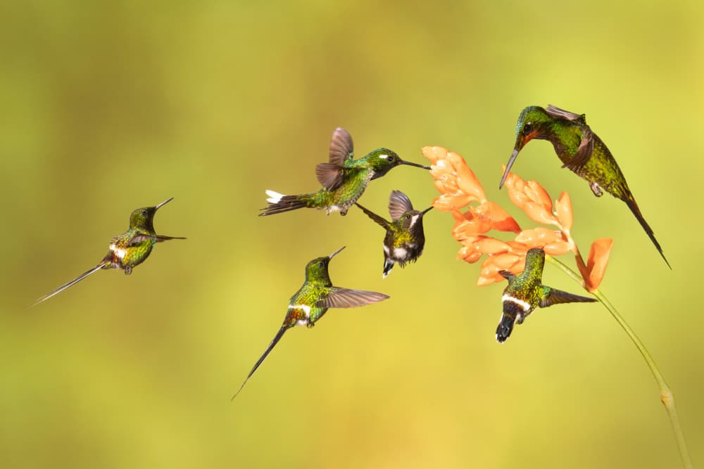 Tropical Hummingbird Feast by Siyu_Wei APA — canvas wall art
