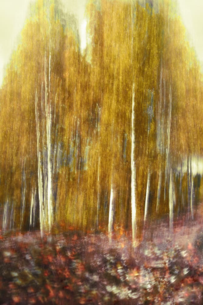 Abstract Golden Forest by Christina Sillen — canvas wall art