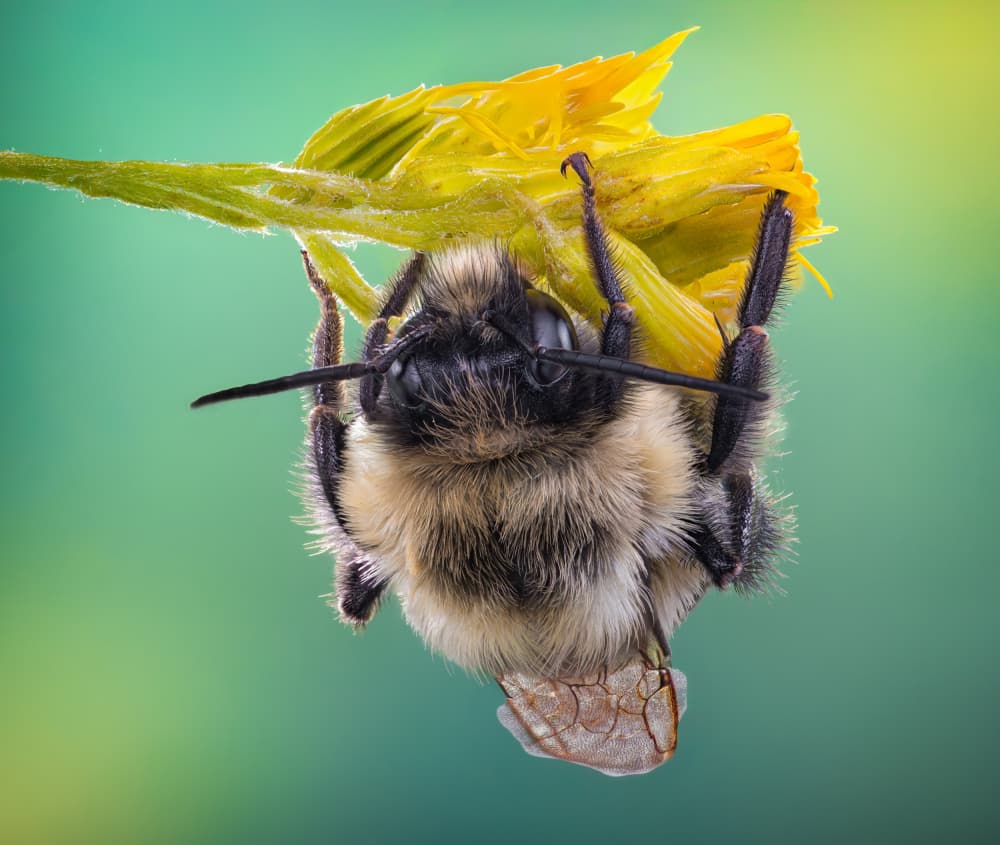 Resting Bumblebee Blossom by Atul Saluja — canvas wall art