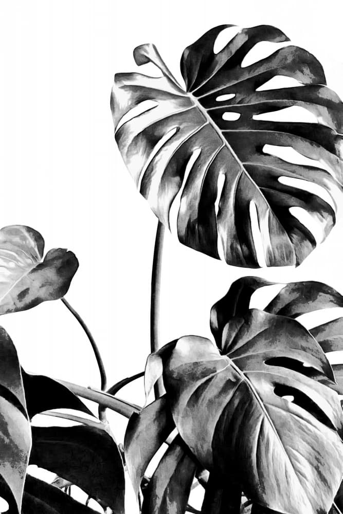 Monstera Leaf Elegance by amini54 — canvas wall art