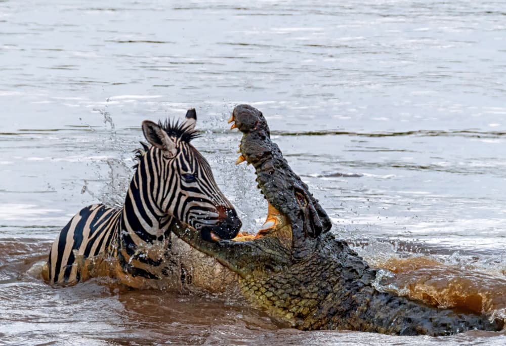 Crocodile Attacks Zebra by Jiahong Zeng — canvas wall art