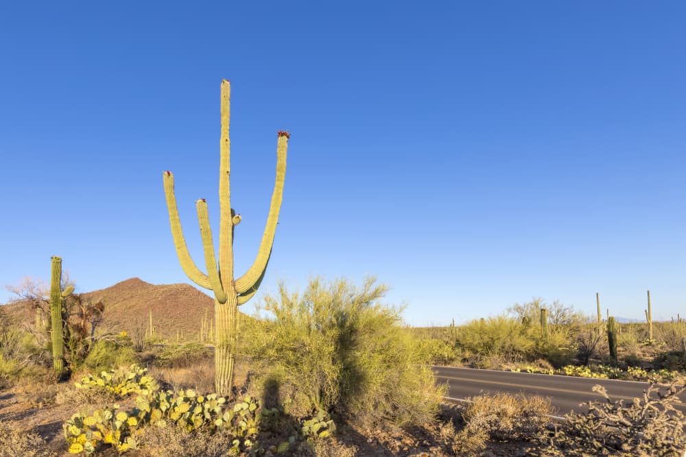 Saguaro Desert Road by Melanie Viola — canvas wall art