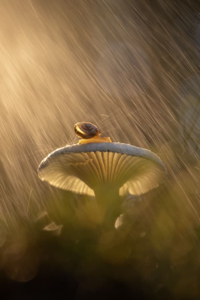 Golden Rain Snail by Sally Widjaja — canvas wall art