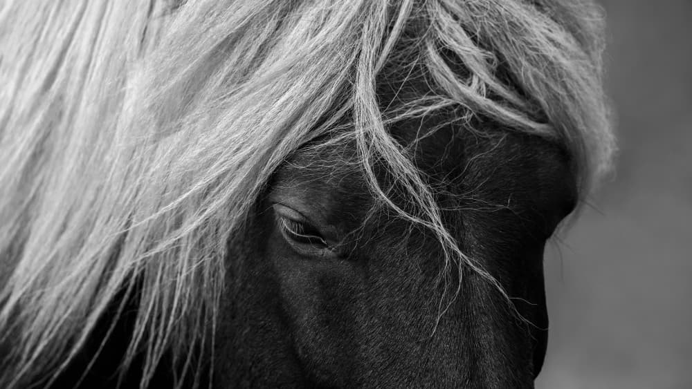 Majestic Horse Portrait by John Fan — canvas wall art